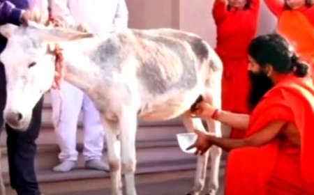 अंध भक्तों  को मिली नई मावसी... ? बाबा रामदेव बने गधी के दूध के ब्रॅण्ड एम्बेस्डर...  बाब ने पिया गधी का दूध... क्यों बढ रही है गधी के दूध  की  डिमांड... ?