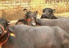 गोबर में भी ‘गोल्ड... भैंसो के गोबर से भरेगा पाकिस्तान का ख़ाली ख़ज़ाना...  भैंसो के लिए डाइटेशन प्लॅन बना रहे तबेले वाले