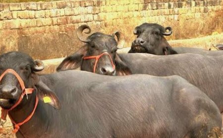 गोबर में भी ‘गोल्ड... भैंसो के गोबर से भरेगा पाकिस्तान का ख़ाली ख़ज़ाना...  भैंसो के लिए डाइटेशन प्लॅन बना रहे तबेले वाले