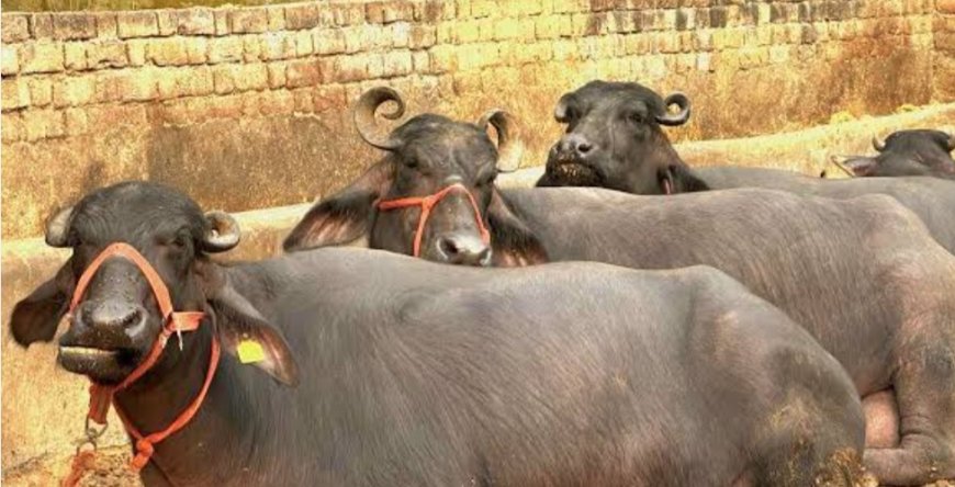 गोबर में भी ‘गोल्ड... भैंसो के गोबर से भरेगा पाकिस्तान का ख़ाली ख़ज़ाना...  भैंसो के लिए डाइटेशन प्लॅन बना रहे तबेले वाले