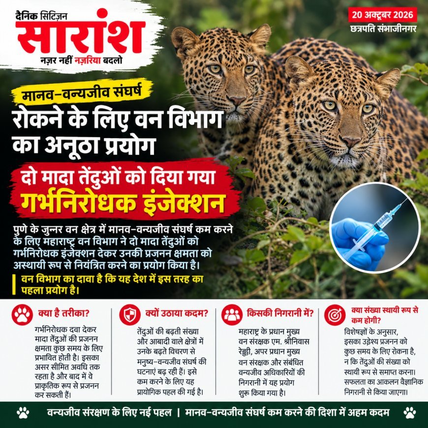 मानव–वन्यजीव संघर्ष रोकने के लिए वन विभाग का अनूठा प्रयोग; दो मादा तेंदुओं को दिया गया गर्भनिरोधक इंजेक्शन